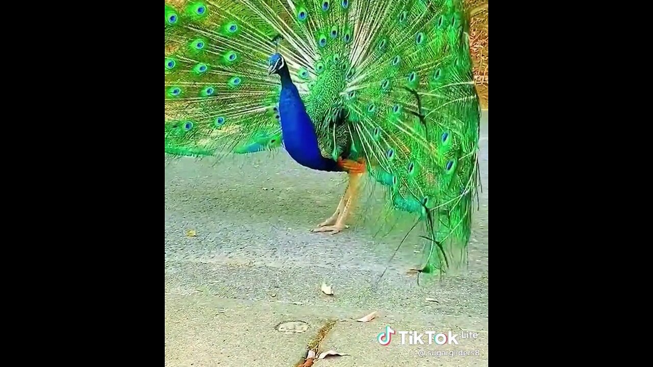 Beautiful peacock #π¦ #πΊπΈ #animals #peacock #foryou