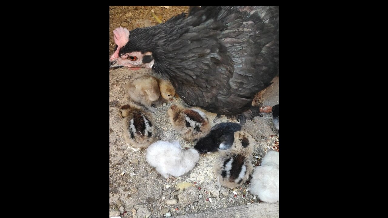 Chicken with chicks