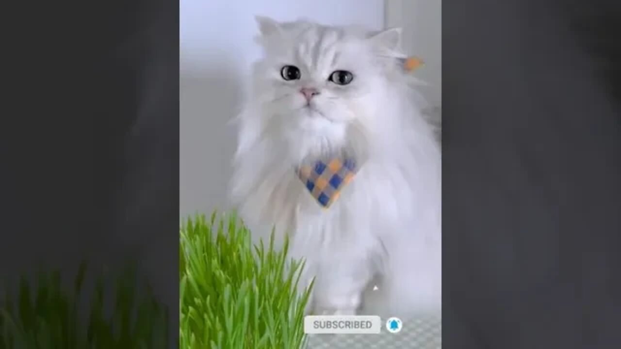 cute cat videos 😹 funny videos 😂 999 😻#shorts #shortsfunny #cutecat #catvideos #catscare #cat