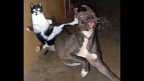 cat and dog fight funny videos/ funny animal videos