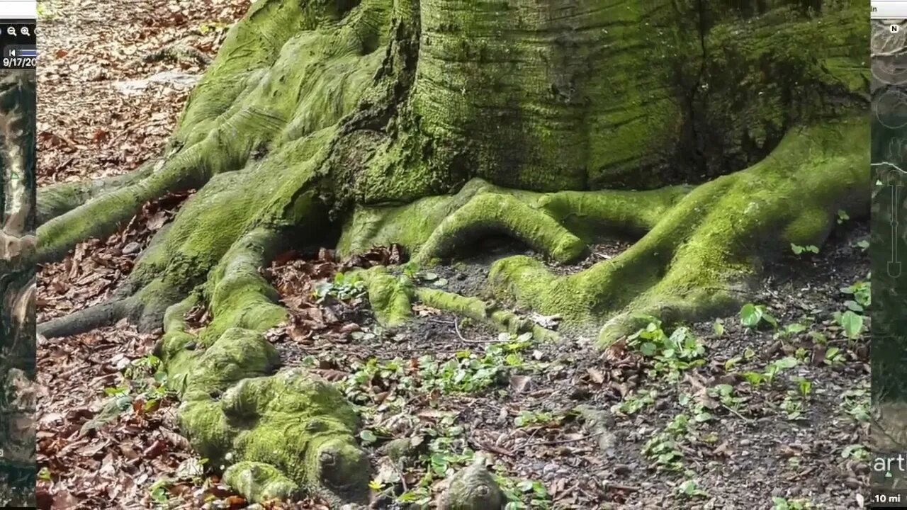 Giant Petrified Organism