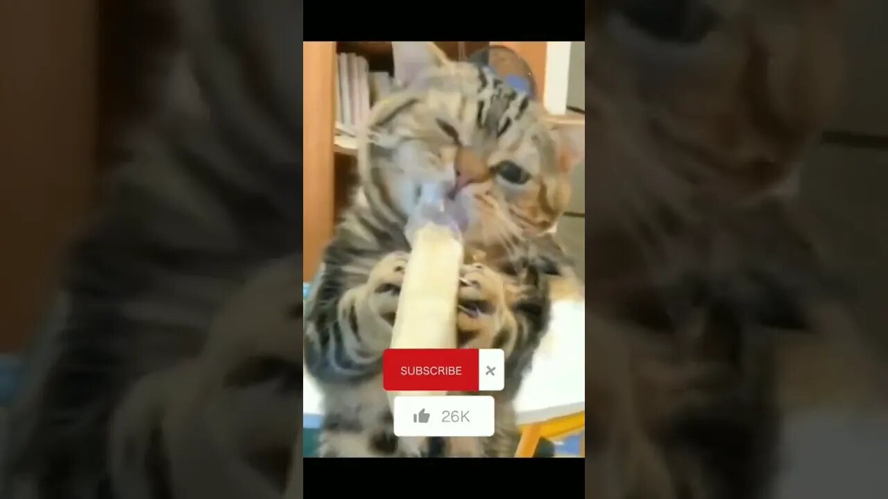 Cute Song | Funny Cat