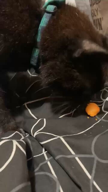 Steve Attacks The Cheese Ball