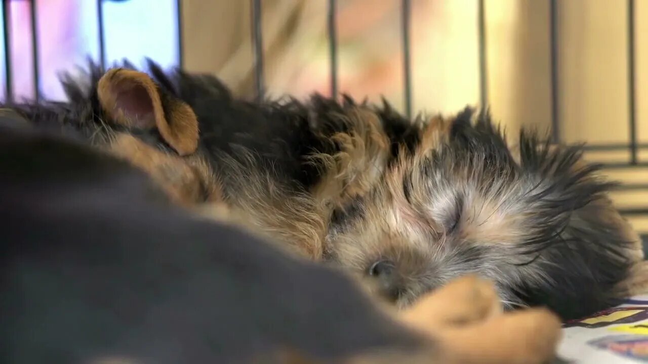 Puppies sleeping in cage