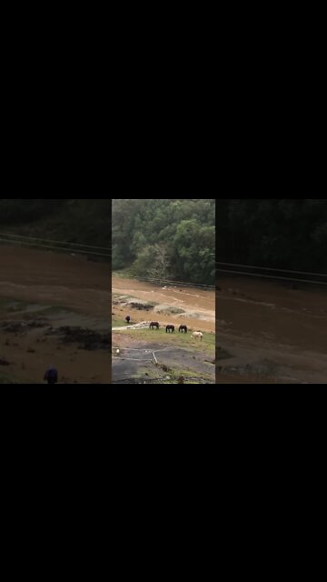 Horses graze during flood