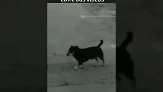 inacreditável cachorro cagou na parede