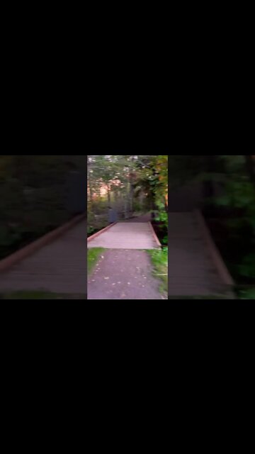 Walking into a Forrest at sunset