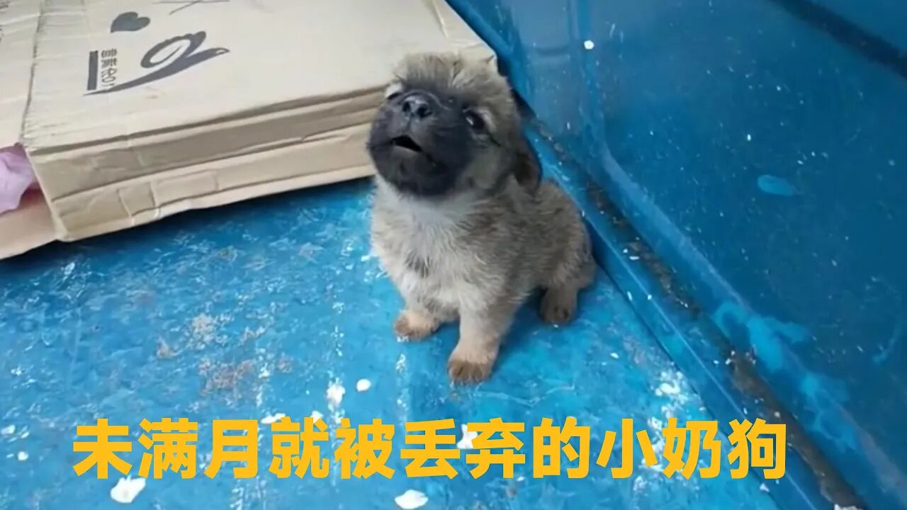 这只小奶狗,未满月就被丢弃在马路边,弱小可怜又无助,真让人心疼