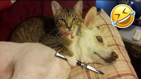 Funny animal vieo
