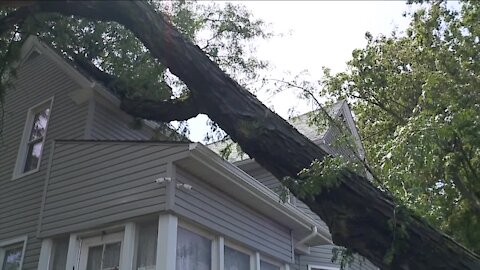 Tree falls on Cleveland home, homeowner blames city after calling with concerns a month earlier