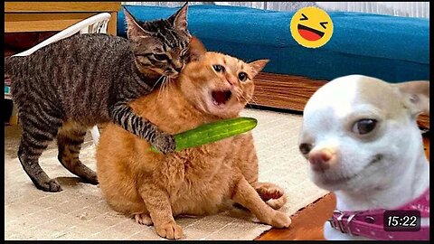 FUNNY Dog 🐕 And Cats Video 2024 😂 -Best Funniest Animal of The Week 😁