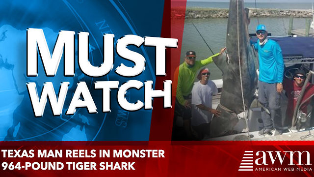 Texas man reels in monster 964-pound tiger shark