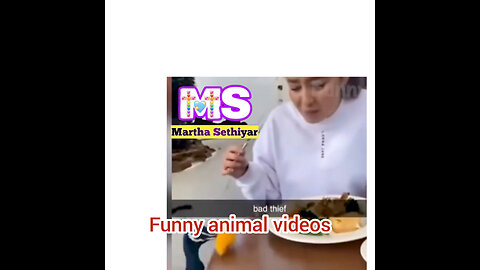 Funny animal videos