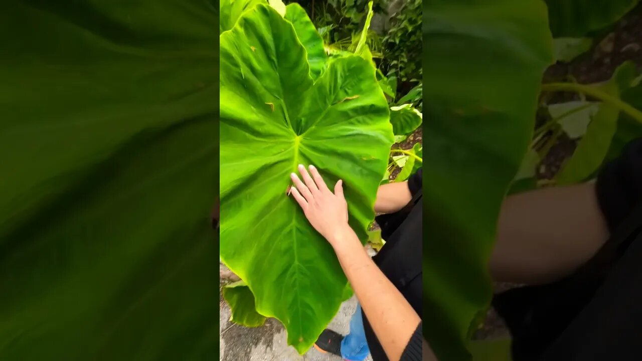 Fsfafsfsfsfsfsfsfs #shorts #trakyaşivesi #trakya #trakyalı