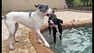 Funny Great Danes Love To Play Bitey Face In the Pool