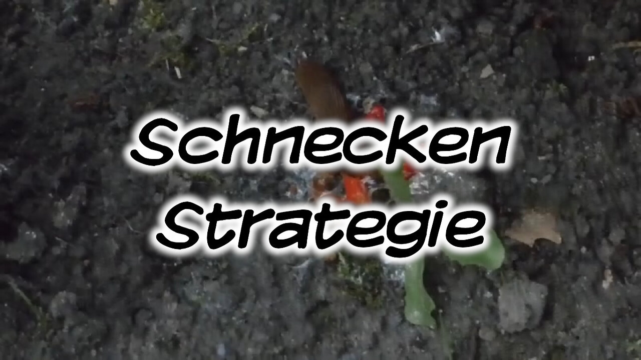 Mach's Dir. Selbst. - Schnecken-Strategie