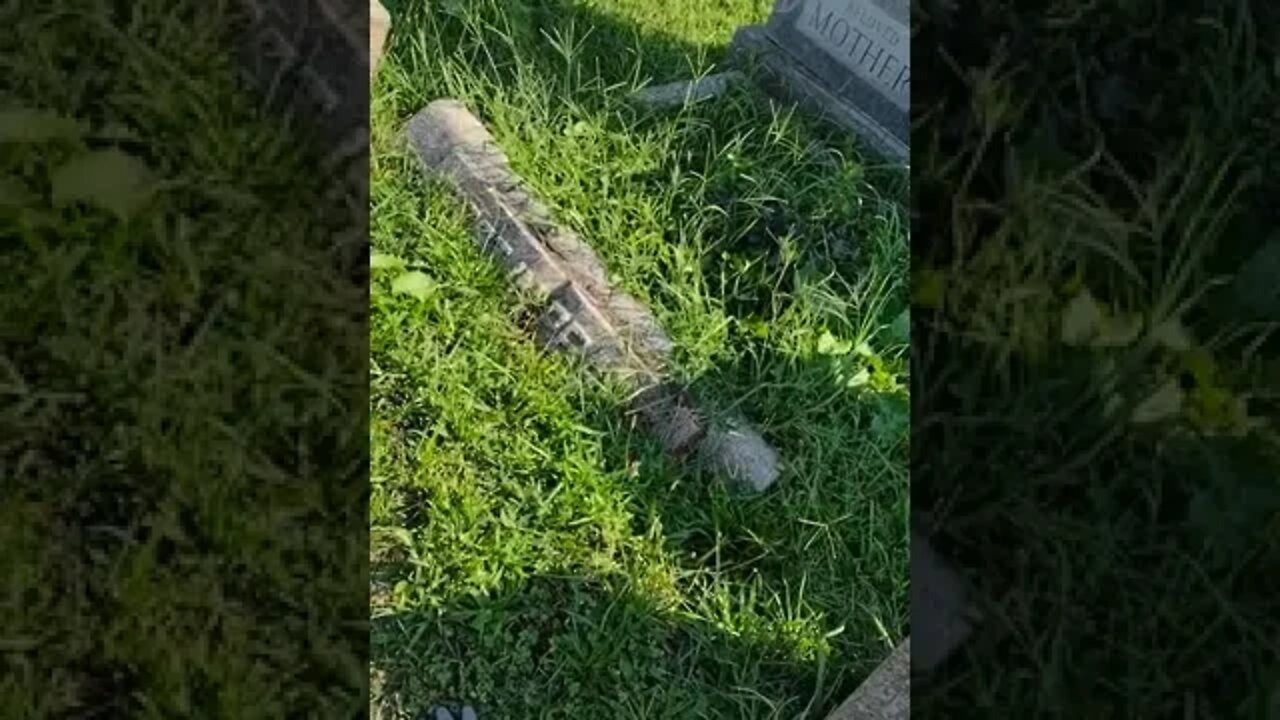 Herping adventure for Italian Wall Lizard 🦎 in Queens NY near the Lubavitcher Rebbe ztl ohel