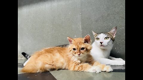 Two cutes cat fight ✌️