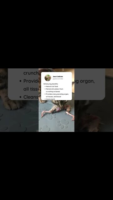 Why you should give your cat whole prey #shorts