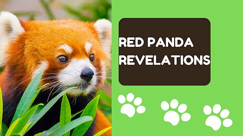 Red Panda Revelations: 10 Astonishing Facts You Won't Believe!