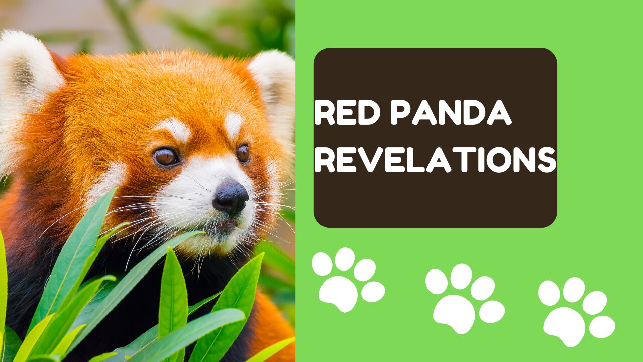 Red Panda Revelations: 10 Astonishing Facts You Won't Believe!