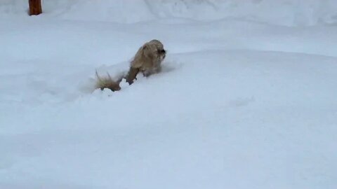 Kayrah in the Snow