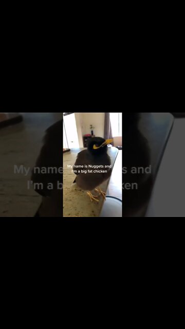 Nugget the big fat chicken awoo #shorts