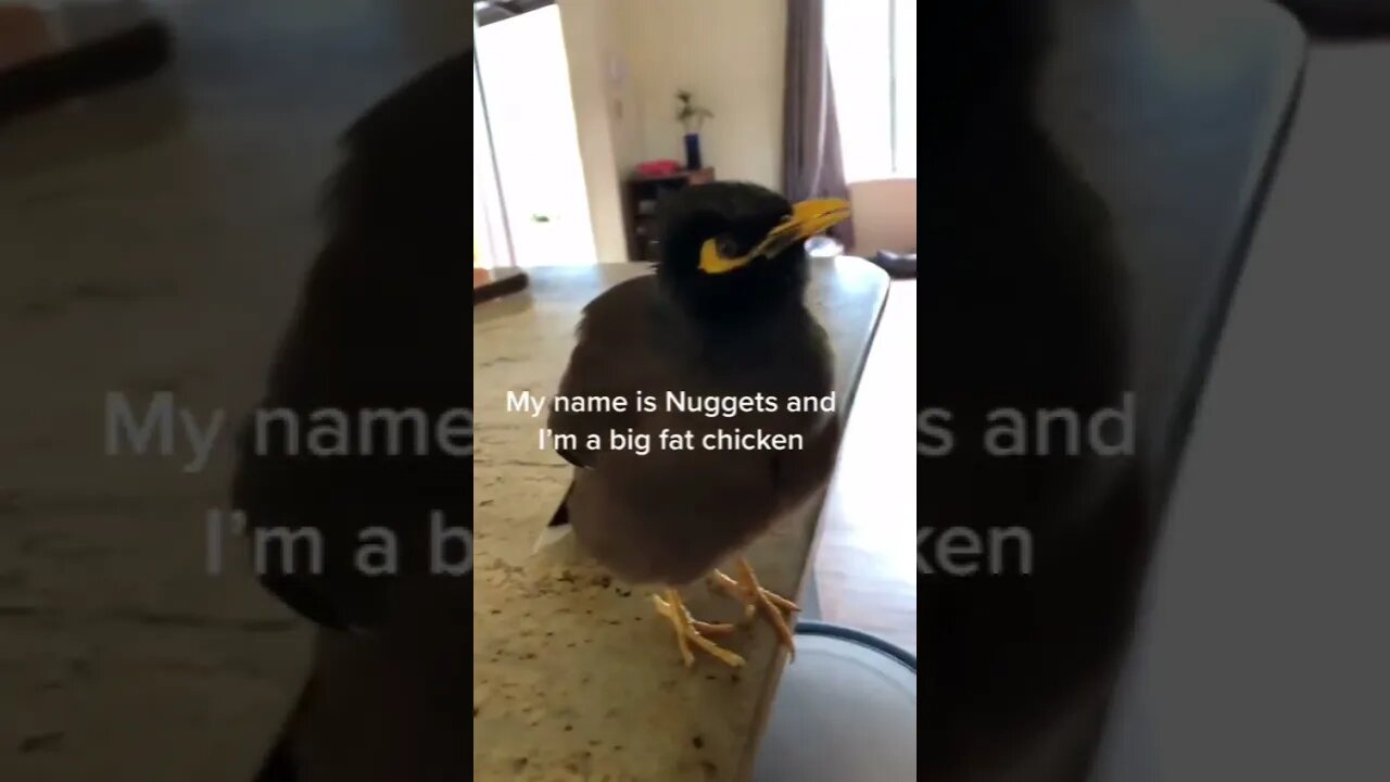 Nugget the big fat chicken awoo #shorts
