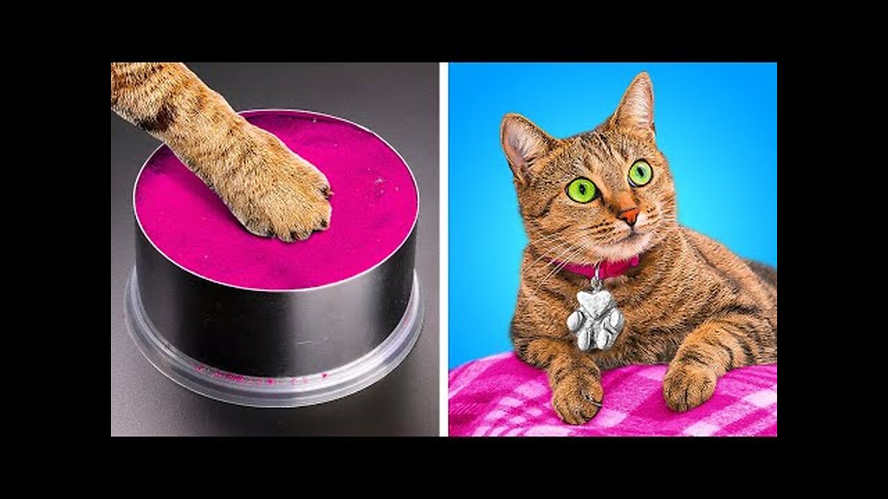 BEST CRAFTS FOR YOUR PET | HOMELESS CAT MAKEOVER || HD