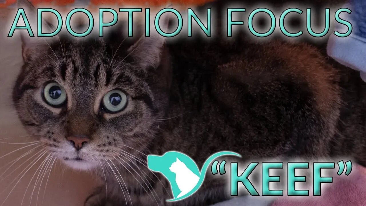 "Keef" - Adoption Focus | 9yr male tabby