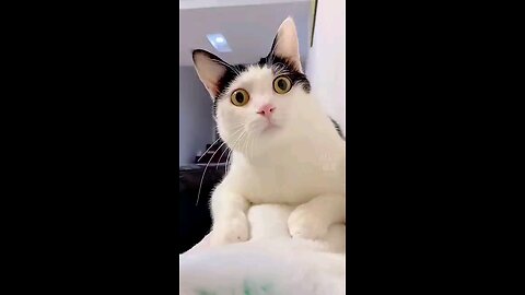 cat and cat funny video