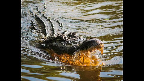 Huge Crocodile catches Zebra