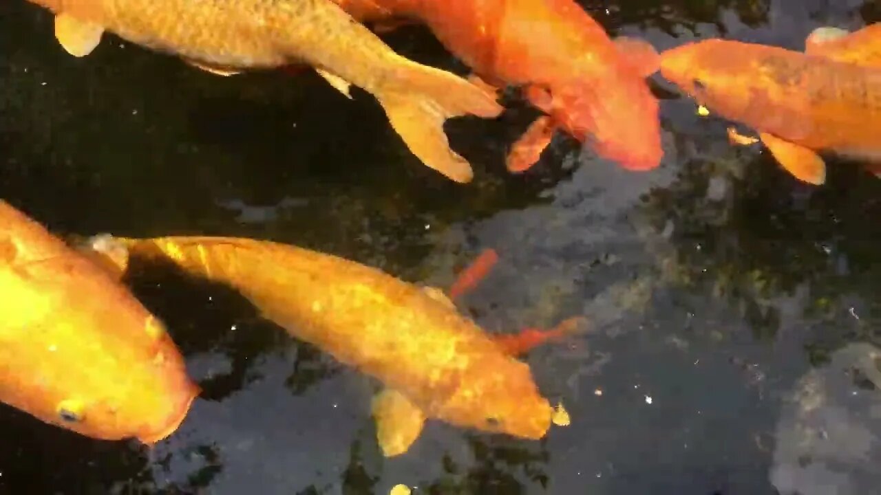 Koi fish in the pond, Fancy carps fish are swimming in water74