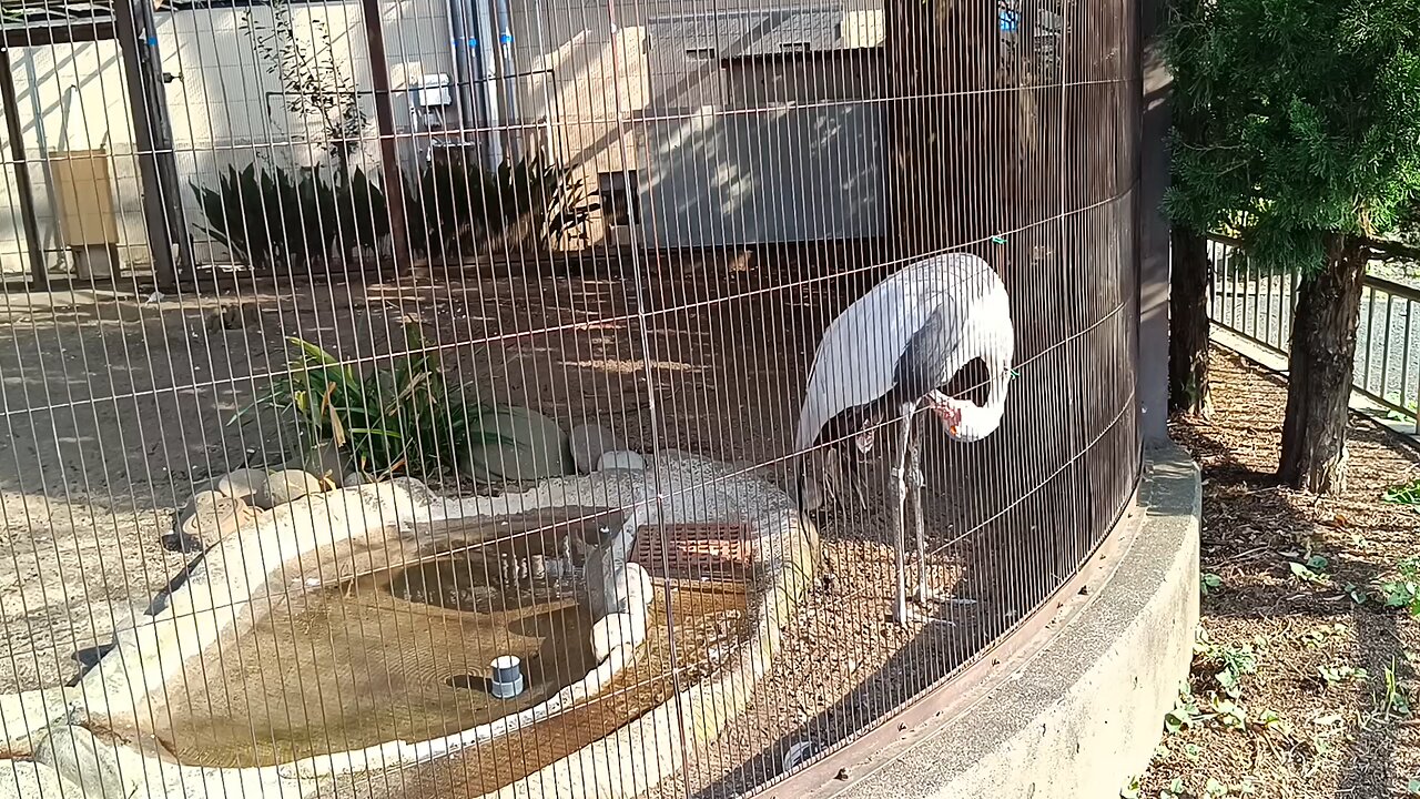 A crane in Ueno Park Zoo