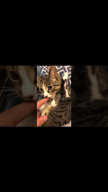Cat trying to eat my finger