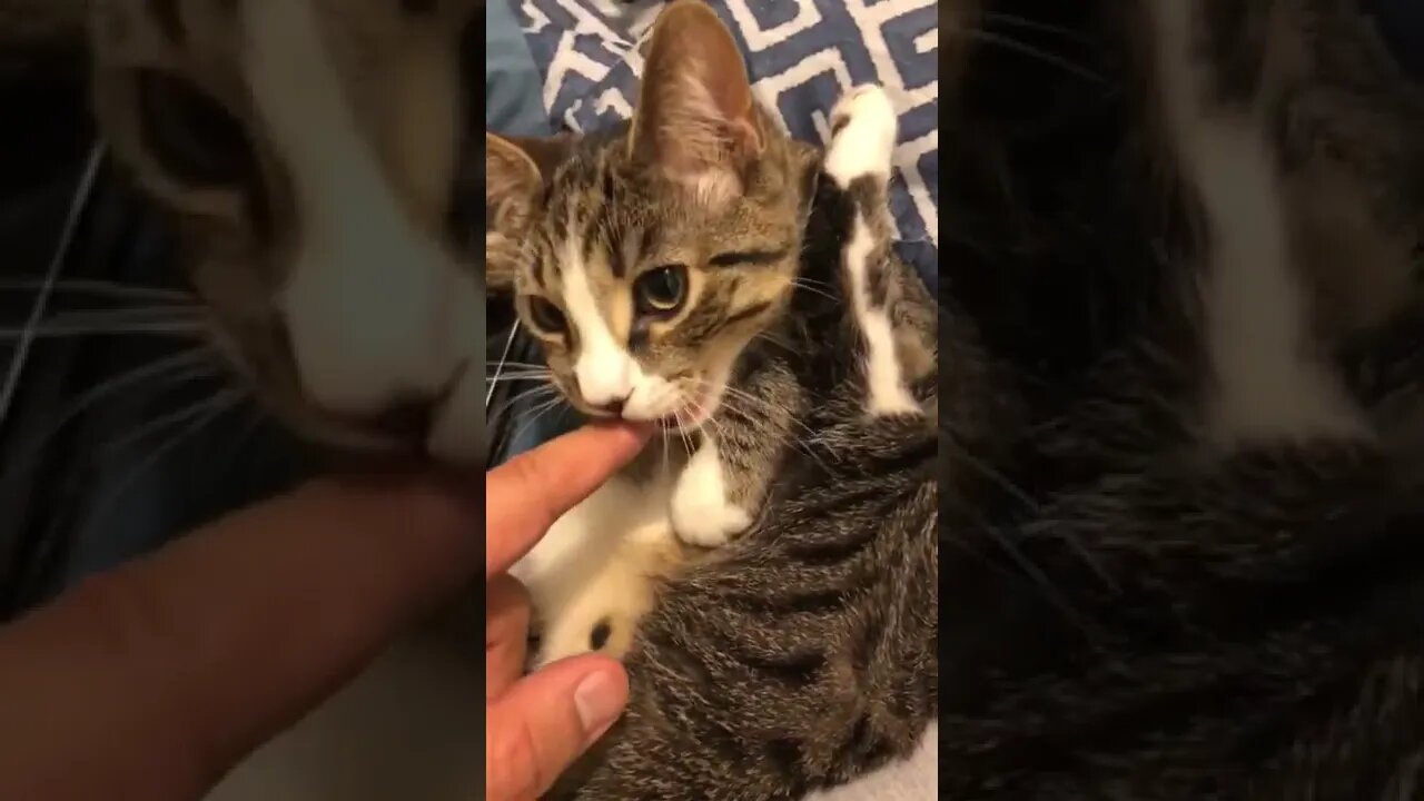 Cat trying to eat my finger