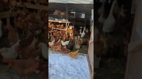 #shorts #chickens
