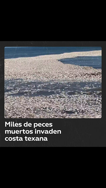 Miles de peces muertos aparecen en una playa de EE.UU.