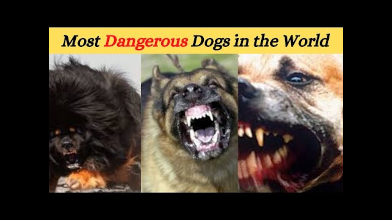 Top 15 Most Dangerous Dog Breeds in the World -top 10 dangerous dogs