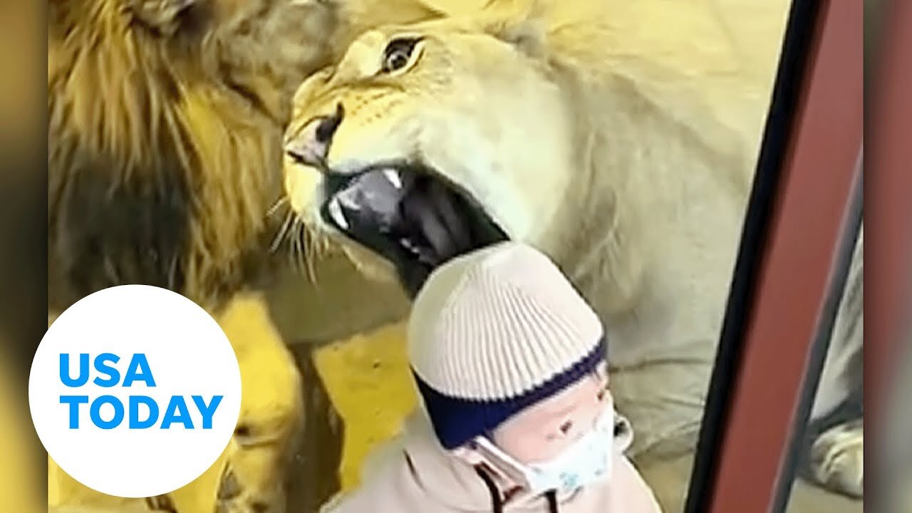 Lioness at zoo tries to snack on baby through glass barrier