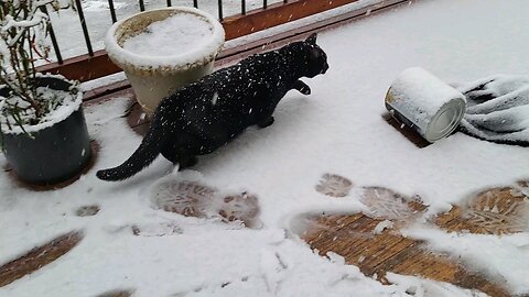 snow leopard