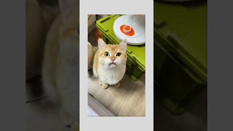 Cute and funny cat... 🥰❤🐾😼😾🐈😻❤