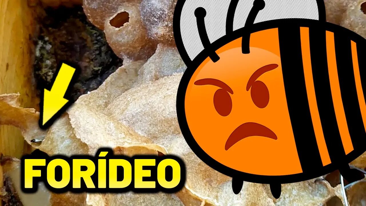 ABELHA MANDAÇAIA INFESTADA de FORÍDEOS? | Como resolver - Respondendo dúvidas