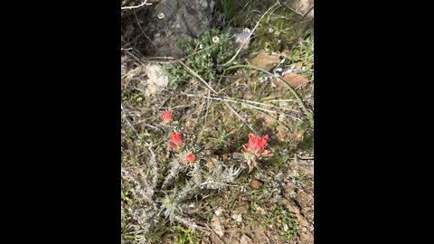 Indian Paintbrush