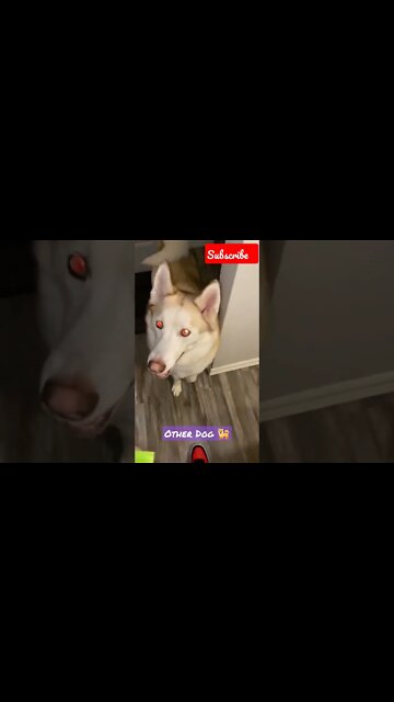 Dog excited to go on a walk || My Dog vs. Other's Dog || #shorts #dogs #youtubeshort #dogbarking