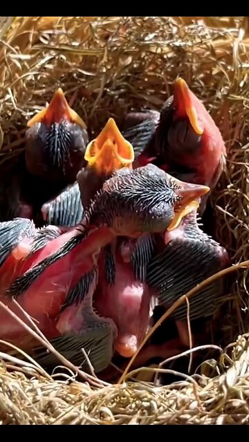 Rescue baby birds..