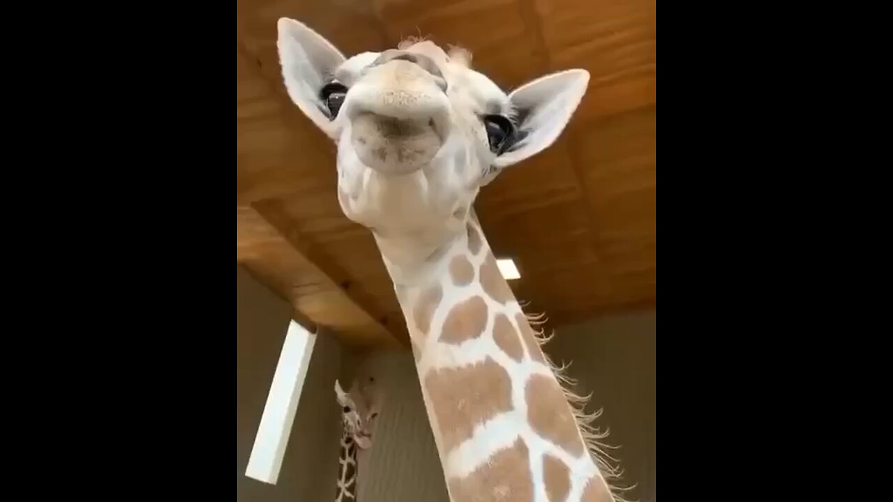Giraffe teeth have a shovel-shaped shape to easily tear leaves from branches.