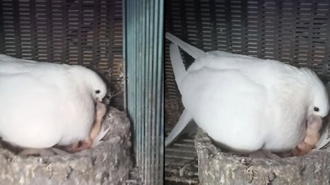 How much does a pigeon love its child, how is it feeding its child by putting food in its stomach