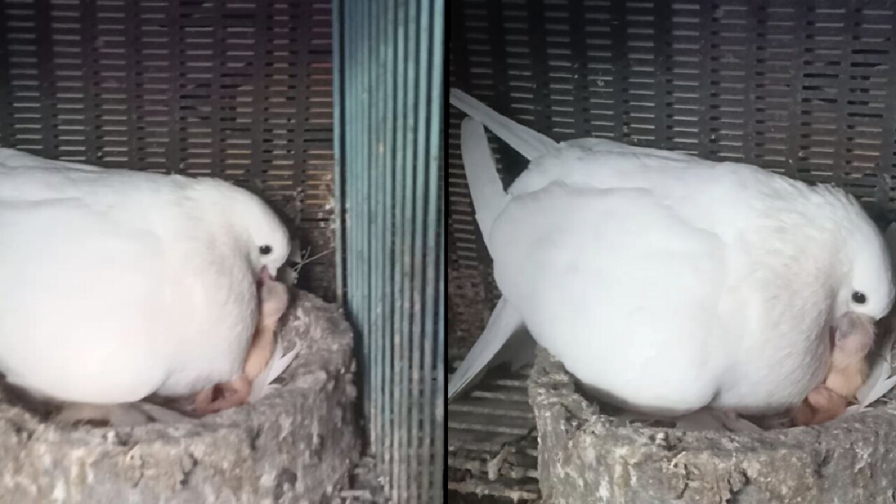 How much does a pigeon love its child, how is it feeding its child by putting food in its stomach