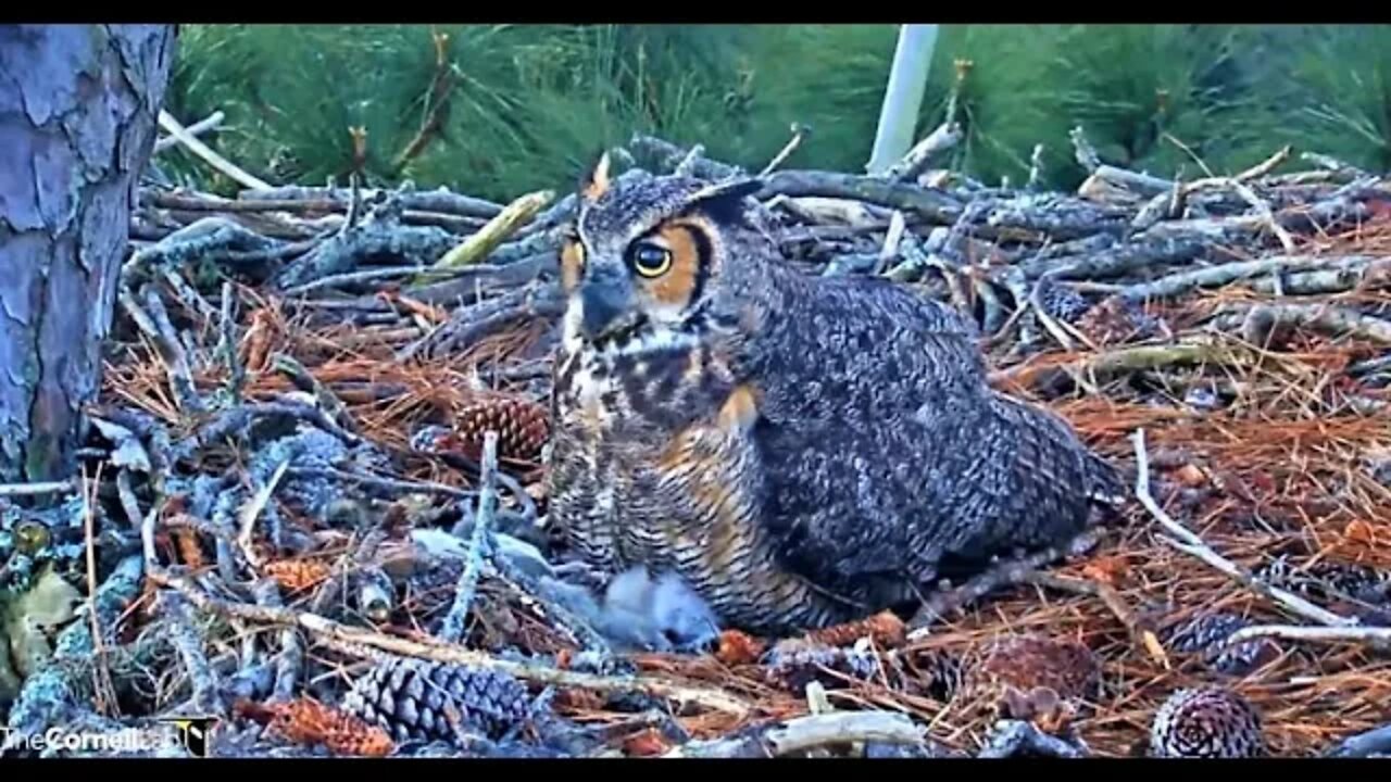 Mom Returns From Her Morning Break 🦉 2/24/22 6:46